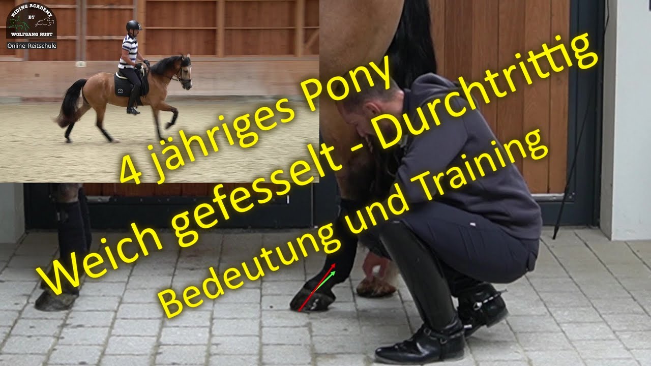 Pony Cookie: Arbeit mit einem 4 jährigen Pferd; weich gefesselt/durchtrittig; Pferde richtig reiten