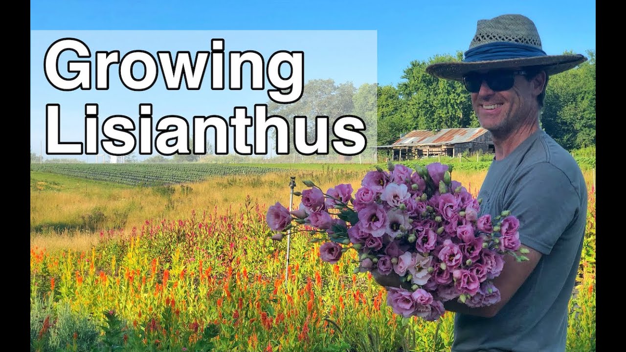 Growing Lisianthus | PepperHarrow Farm