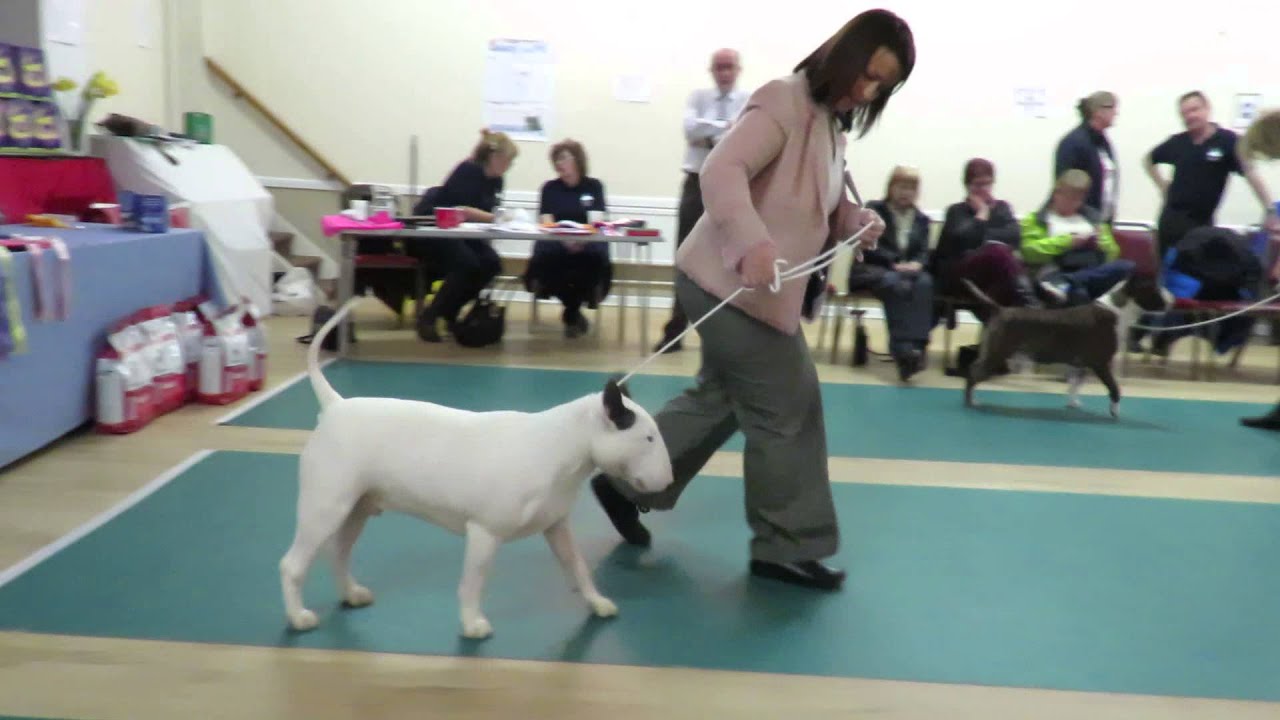 Championship Show March 2016 West of England Bull Terrier Club Open Dog