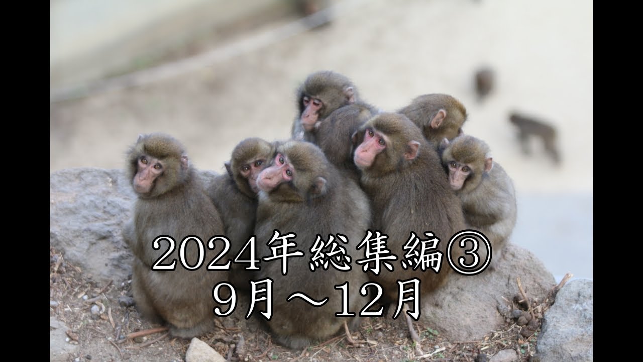 おさるの高崎山　2024年総集編③　9月～12月