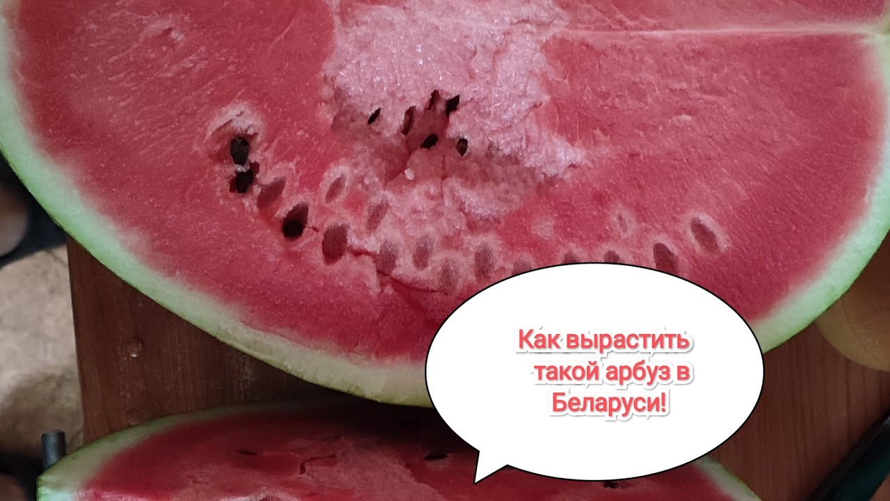Как вырастить арбуз в условиях Беларуси.