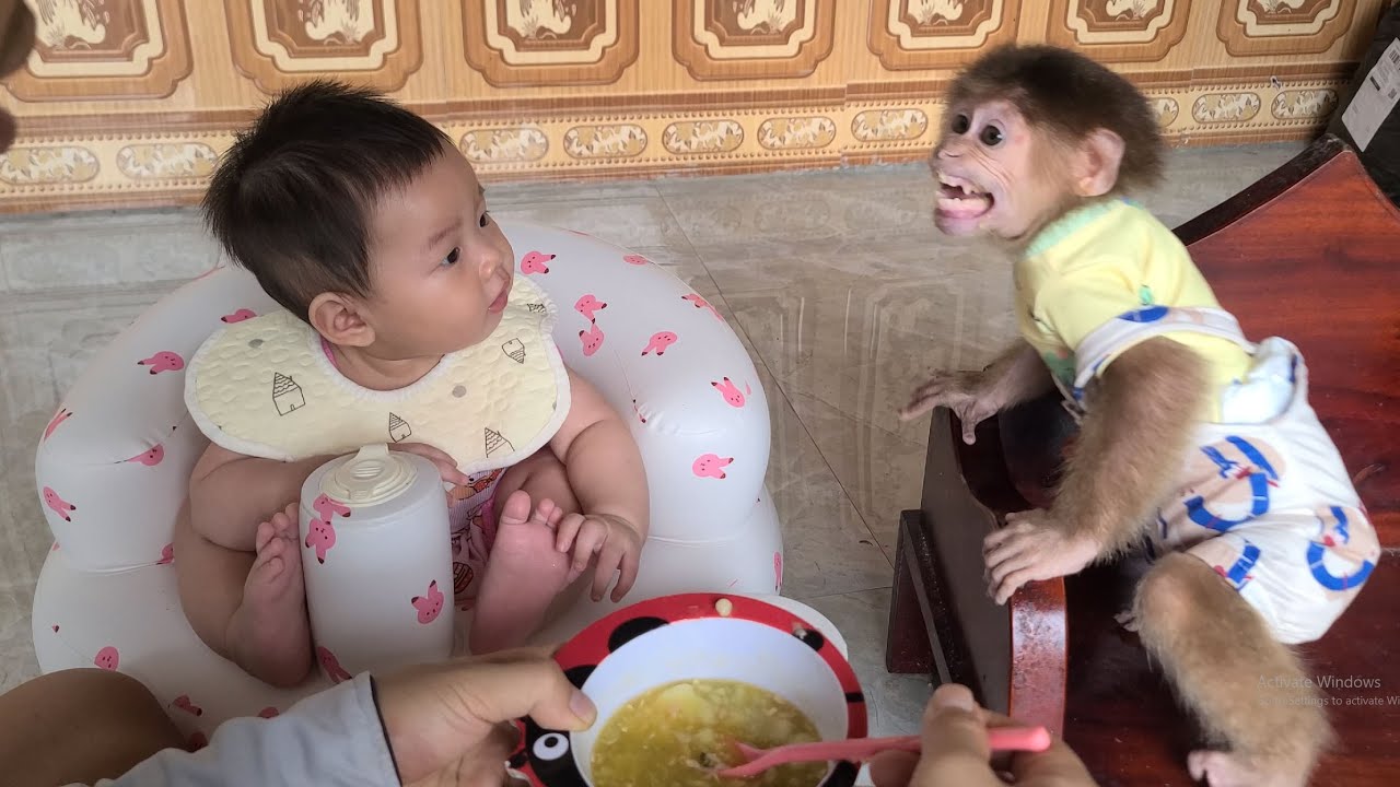 Reconciling the quarrel between monkey David and baby
