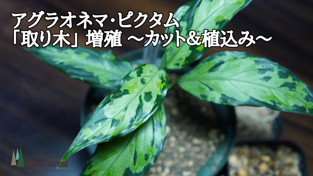 [ アグラオネマ ]  取り木という増殖方法 〜カット&植込み〜