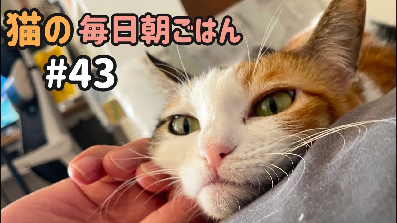 猫の毎日朝ごはん生配信！【#43】 2026.3.13