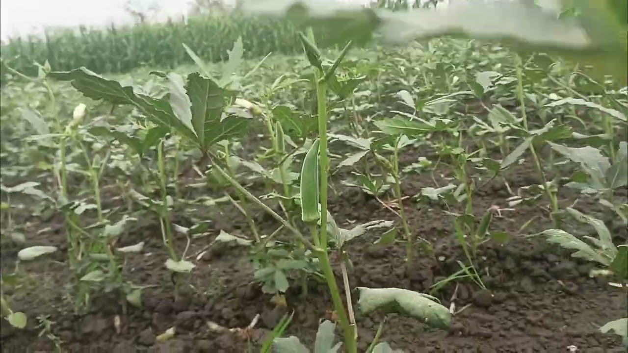“Bhindi ke khet ka full tour 🌱 | Real farming vlog”#farmer #today #vegetables #farmers 