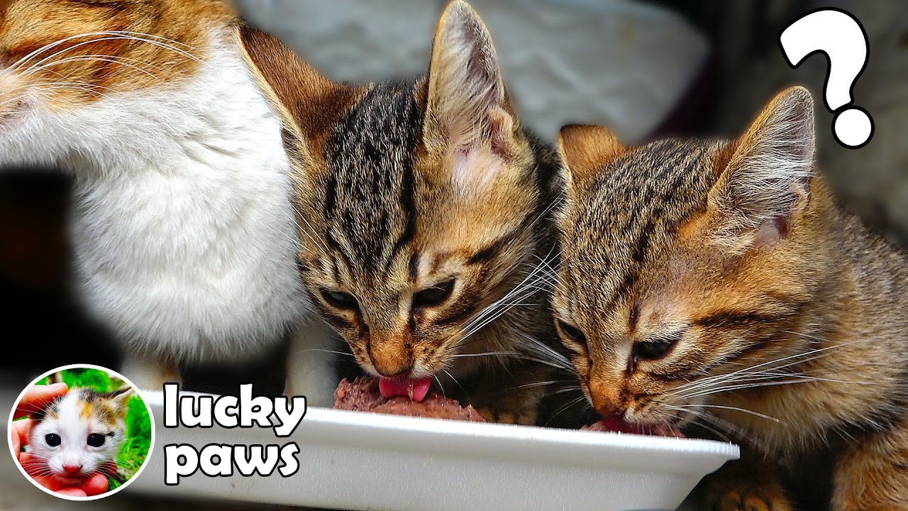 Мама-кошка и ее злые дикие котята планируют побег после еды ( злые коты ) Lucky Paws