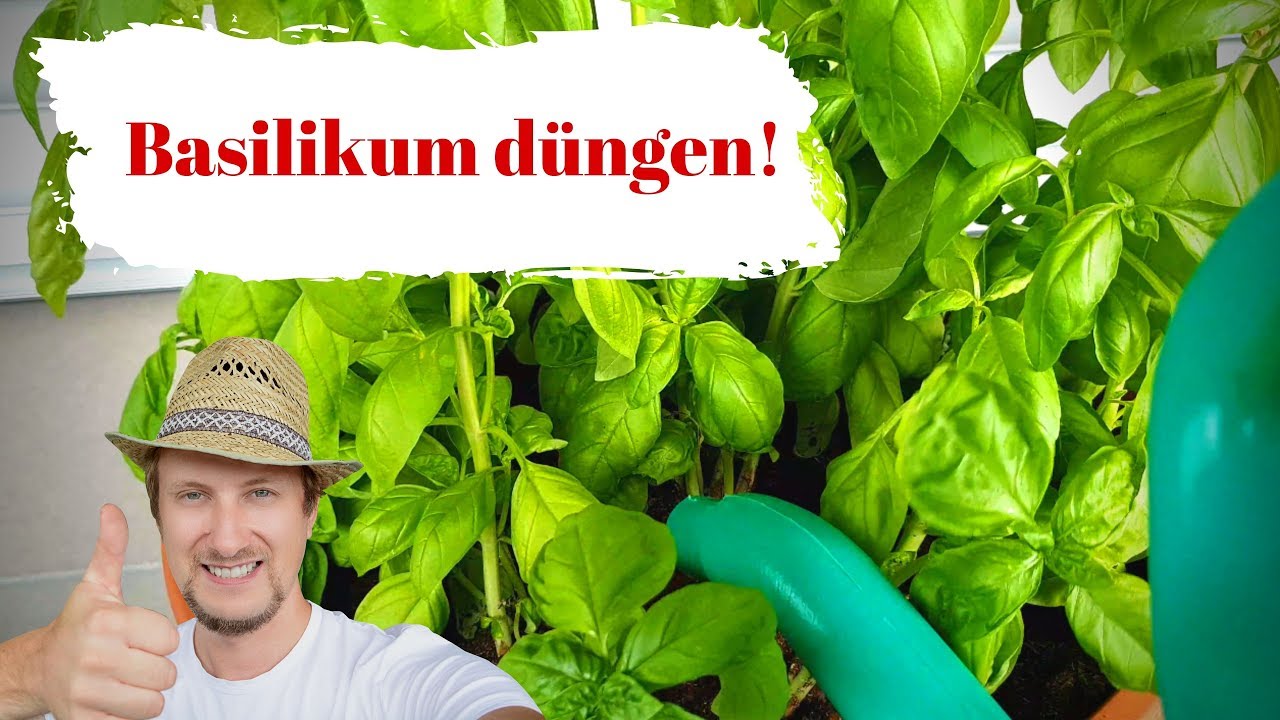 Basilikum düngen 😍 so kannst du es machen