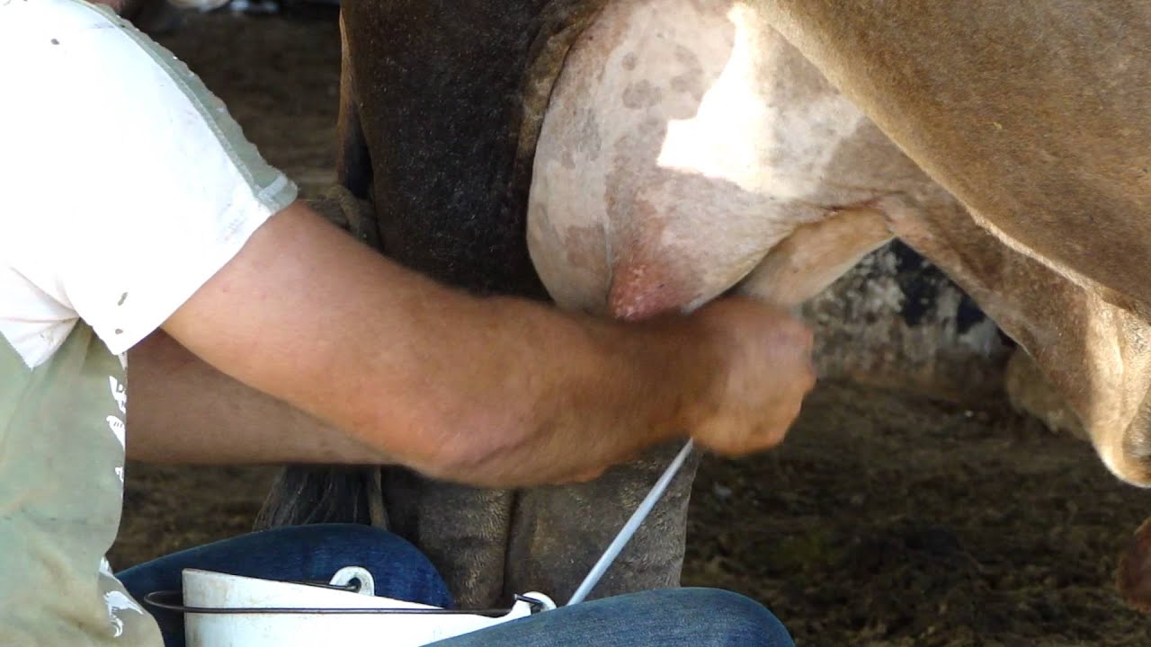 TIRANDO LEITE DA VACA           -    JARU - RONDÔNIA