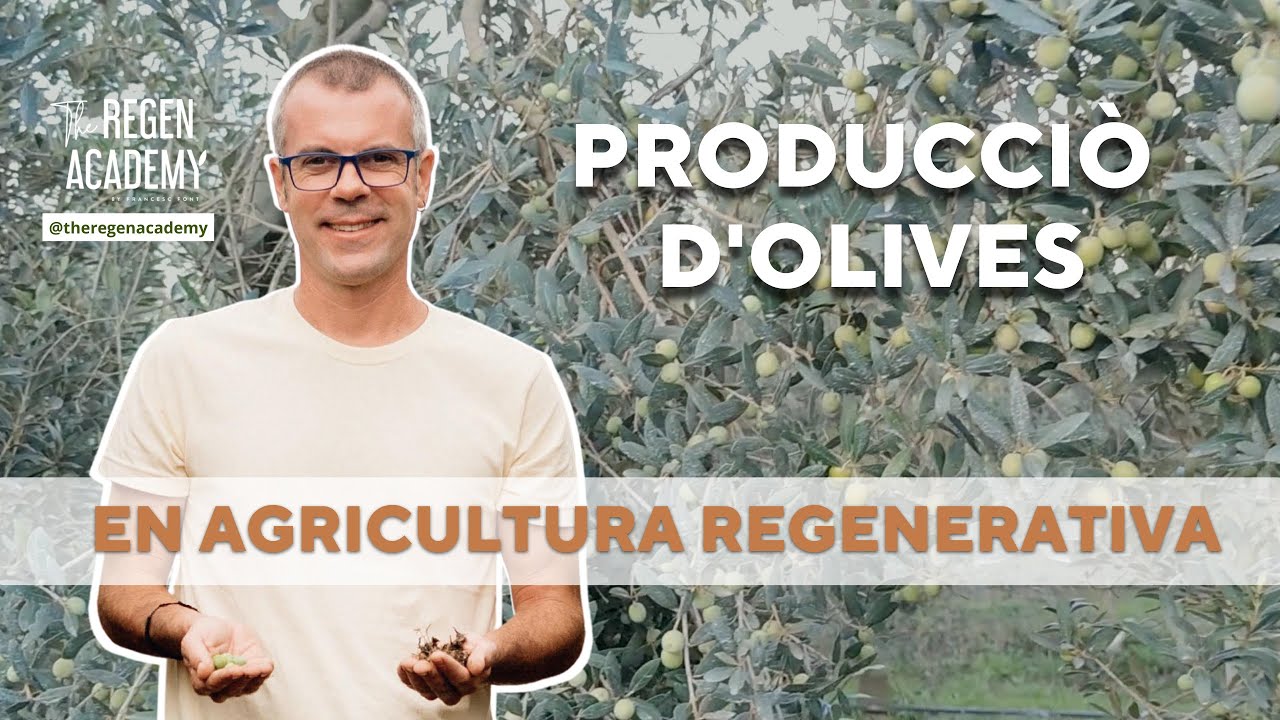 Producciò d'oliva en Agricultura Regenerativa