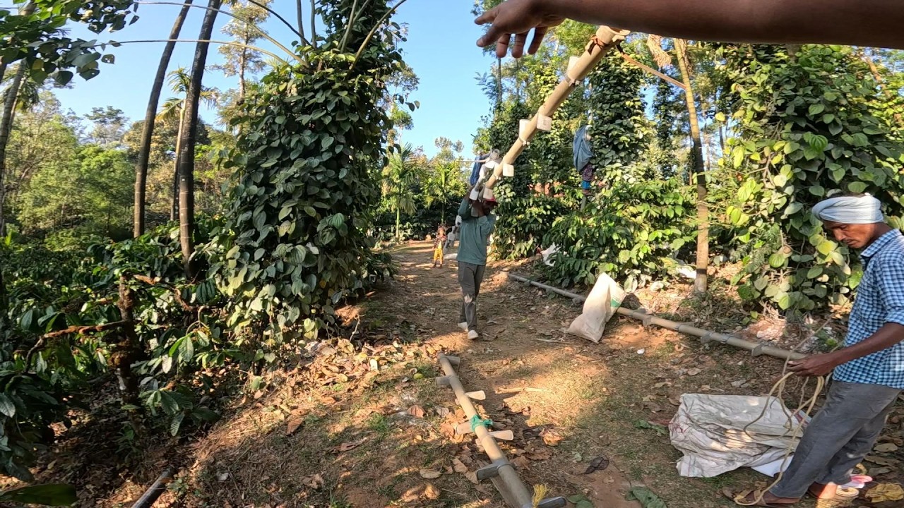 BLACK PEPPER HARVESTING HAS STARTED