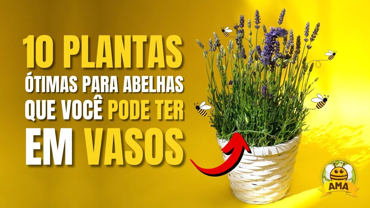 10 PLANTAS para abelhas que você pode TER EM VASOS!