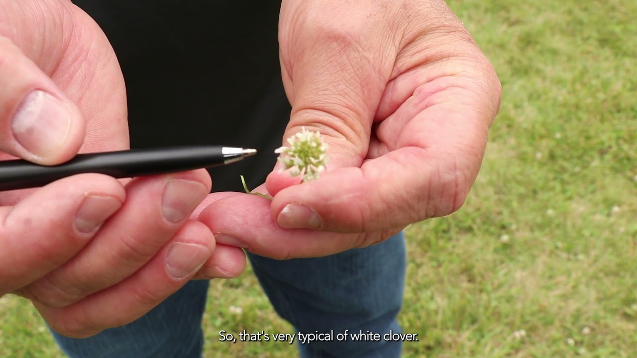 Get Rid of White Clover and Black Medic in Lawns
