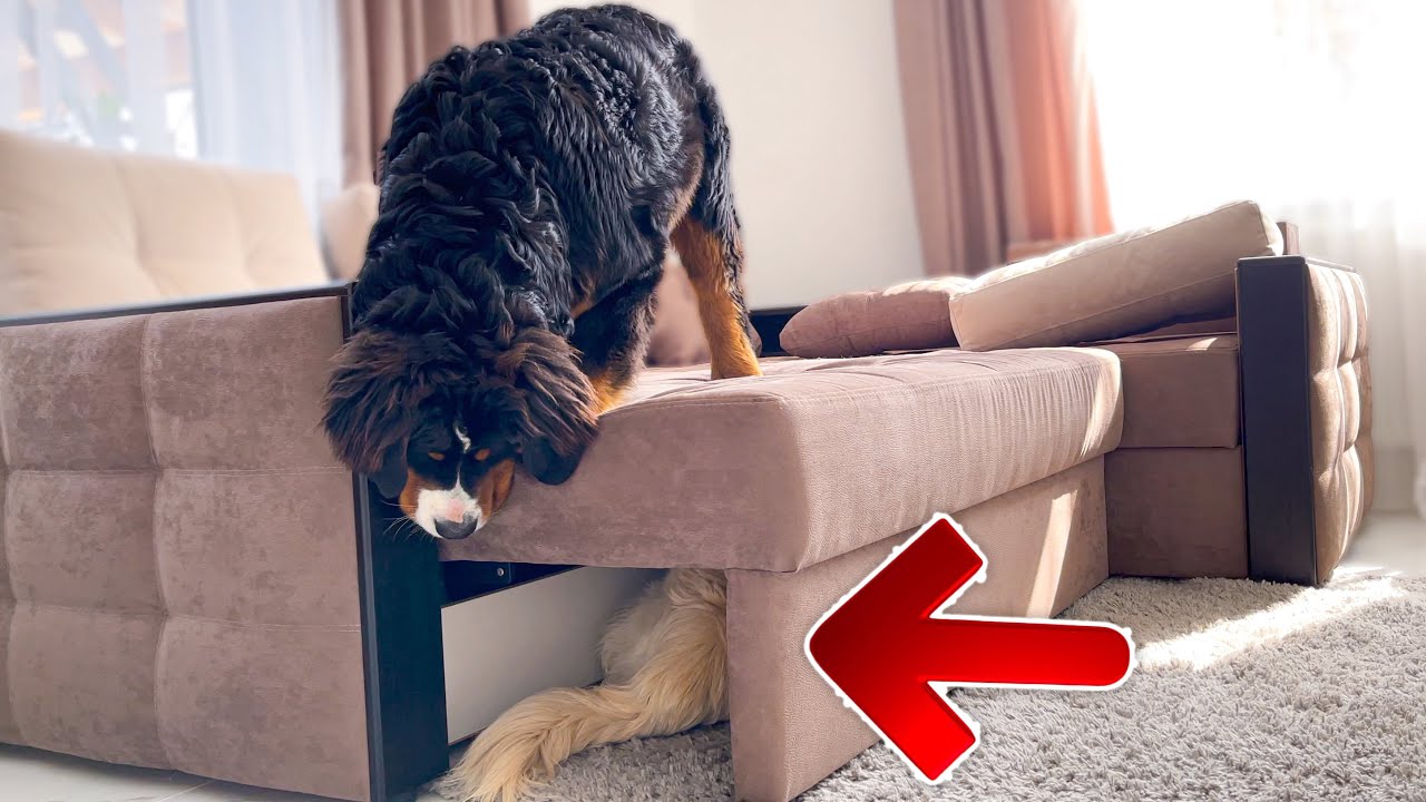 Golden Retriever Hiding from a Bernese Mountain Dog Puppy Under the Sofa