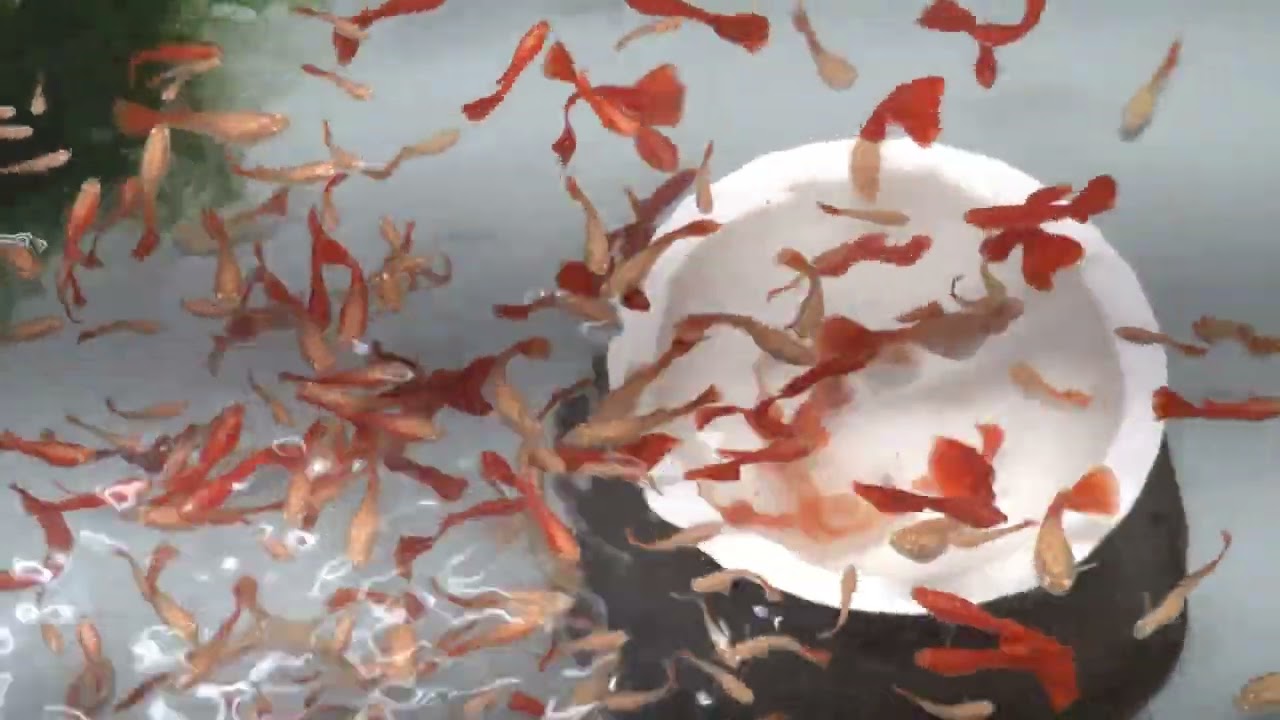 今天來養魚｜孔雀魚飼養1~160天 全紅白子孔雀魚