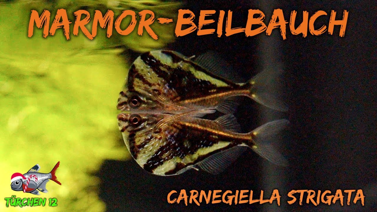 Der Marmorierter Beilbauchfisch - Carnegiella strigata | ADVENTdicted! Adventskalender | Türchen 12