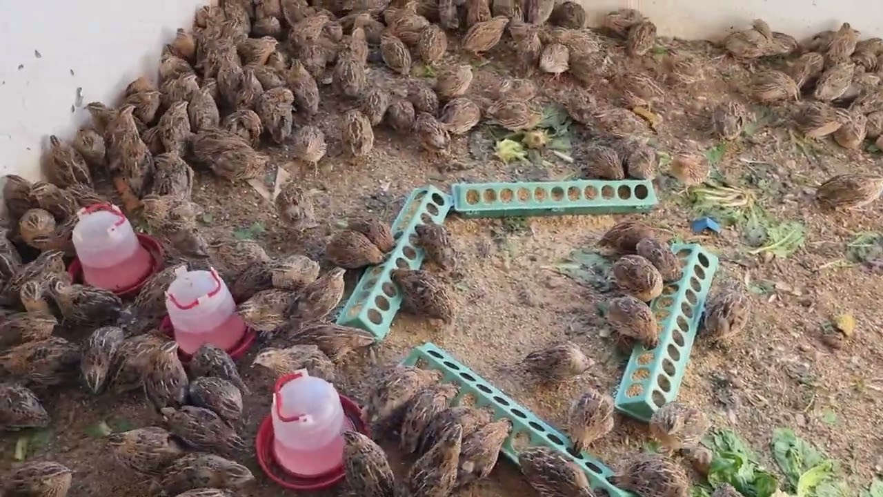 yeni bıldırcın aldık