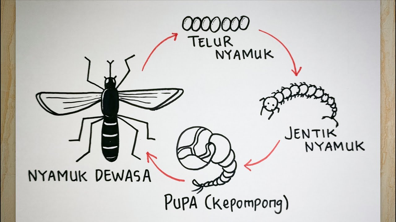 Cara menggambar siklus hidup nyamuk