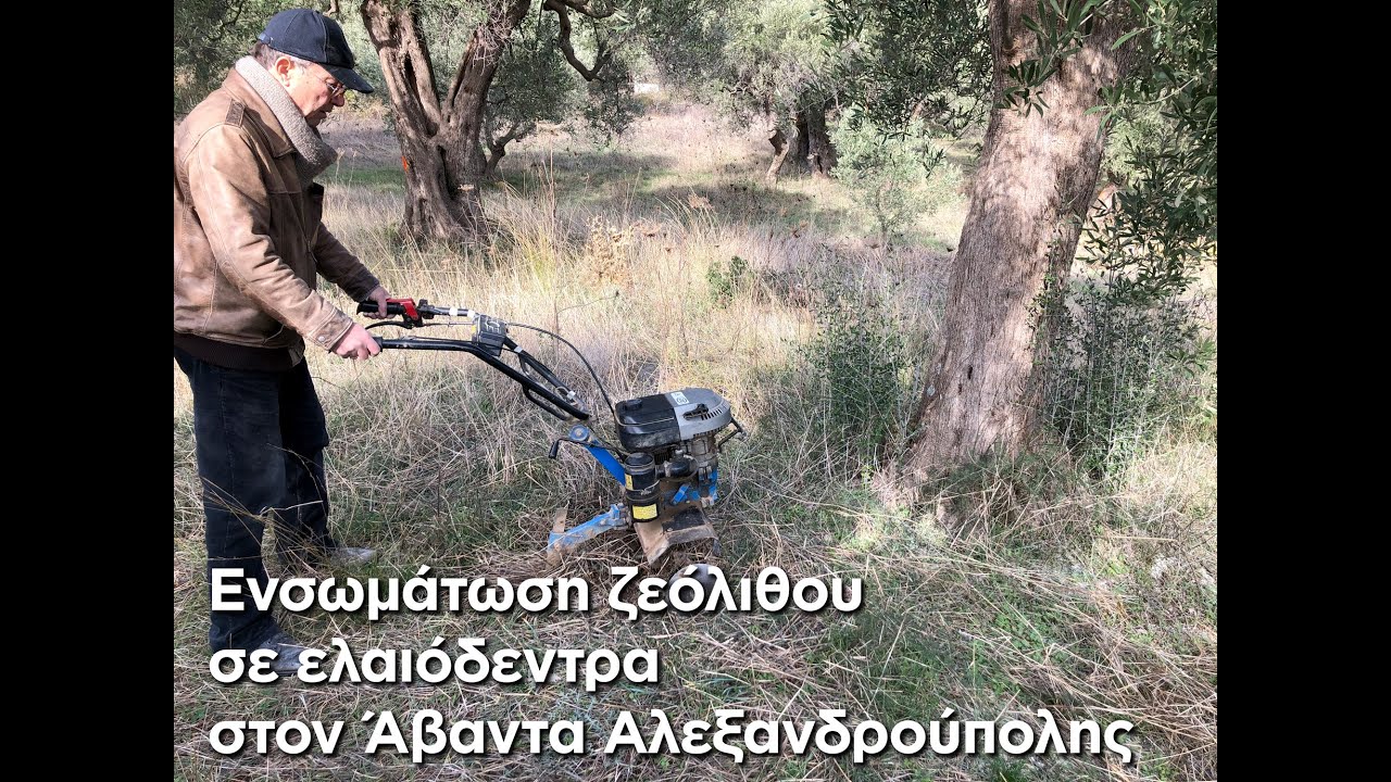 Ενσωμάτωση ζεόλιθου σε ελαιόδεντρα στον Άβαντα Αλεξανδρούπολης