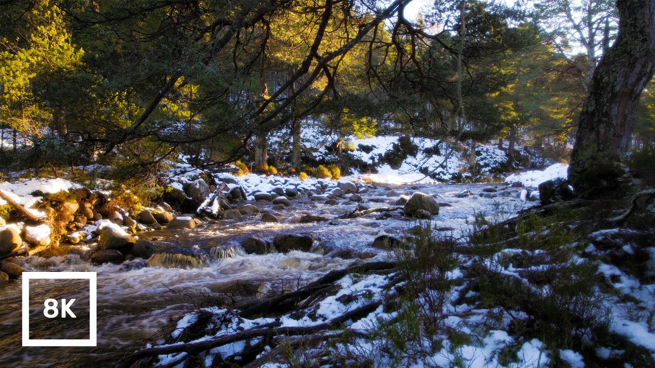 8K Sunlit Snowy Forest River | Winter Nature Ambience | Water Sounds for Sleep & Study, Scotland