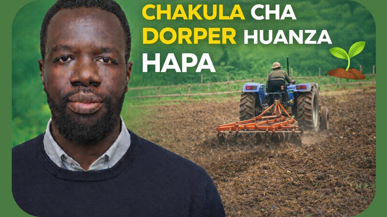Ufugaji wa Kondoo wa Dorper Kenya | Maandalizi ya Malisho (Napier, Lucerne, Boma Rhodes & Silage)