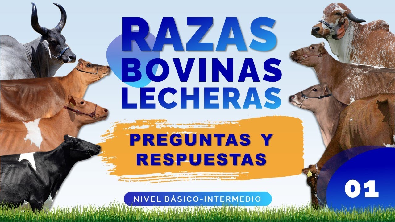 🐮 Razas bovinas lecheras 🐮 - Preguntas y Respuestas