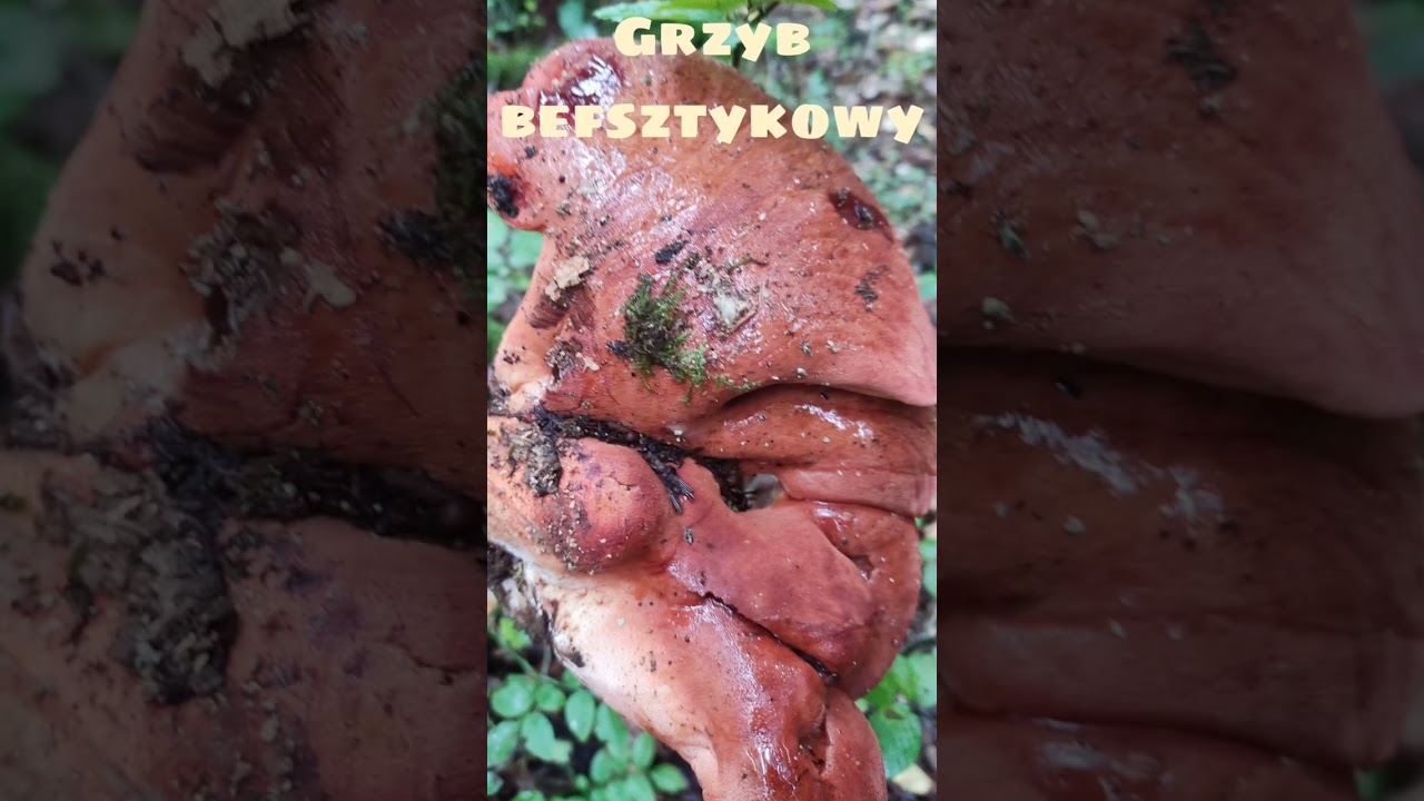 #bardzo rzadki grzyb jadalny częściowo chroniony  #ostr&oacute;wwielkopolski #grzyby #2023 #lol #ReneFranz