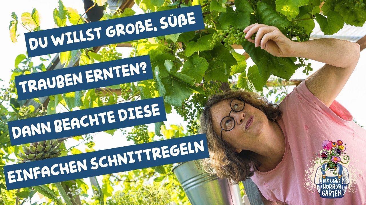 Sommerschnitt an Weinreben - f&uuml;r gro&szlig;e, s&uuml;&szlig;e Trauben und gesunde Bl&auml;tter I der kleine Horrorgarten