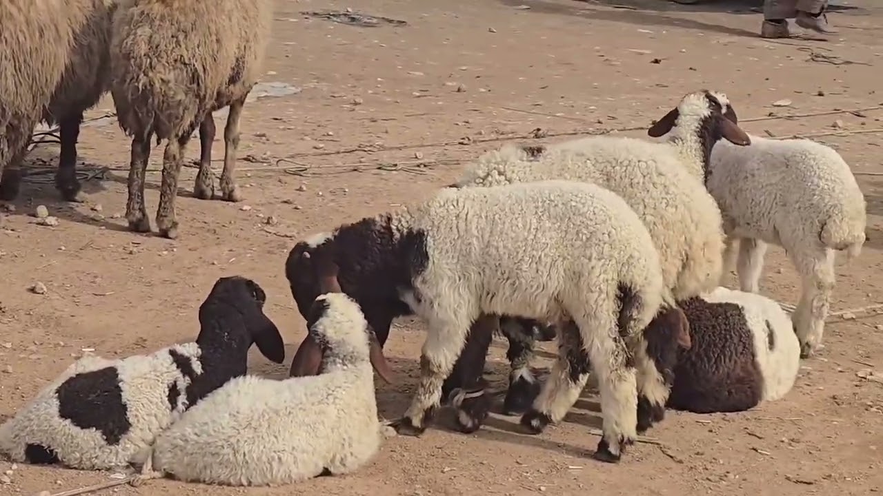سوق حزيمة الثلاثاء ٣/ ٢/ ٢٠٢٦