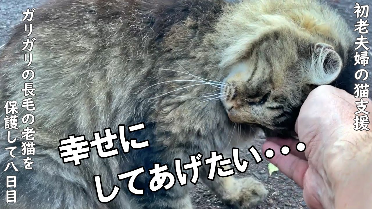 痩せこけてガリガリの長毛の老猫さんを保護して8日目。幸せになってほしい・・・【野良猫支援】