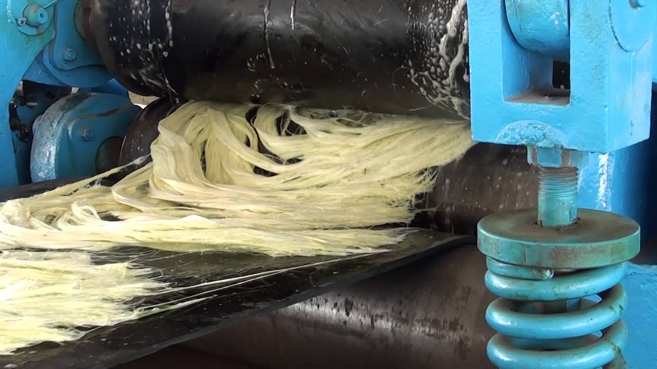 V-150: Sisal Fiber Scraper (Raspador de Sisal Fibra; Raspador de Sisal Fibra)