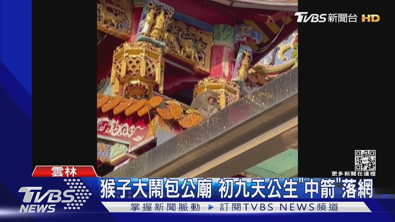 猴子大鬧包公廟 初九天公生「中箭」落網｜TVBS新聞 