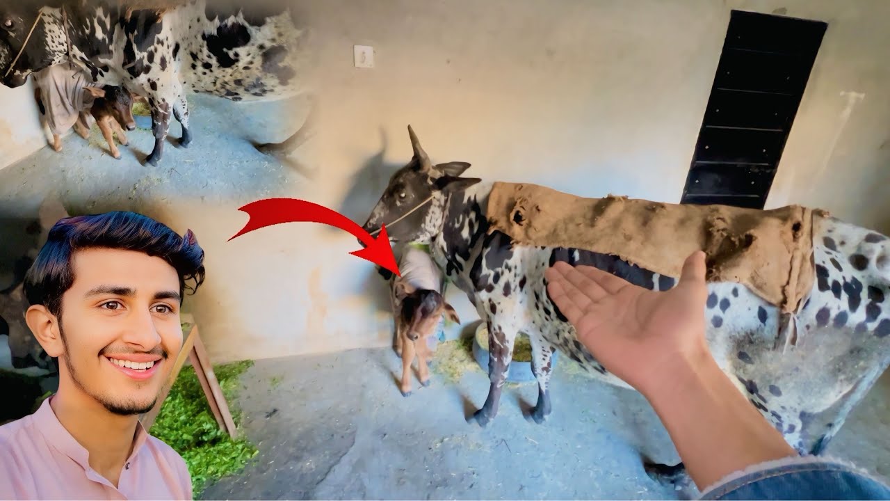 ALHAMDULILLAH🤲Hamari Cow Ne Baby De Diya🐄/koki pendu/Zohaib pendu/Hamza sidhu 