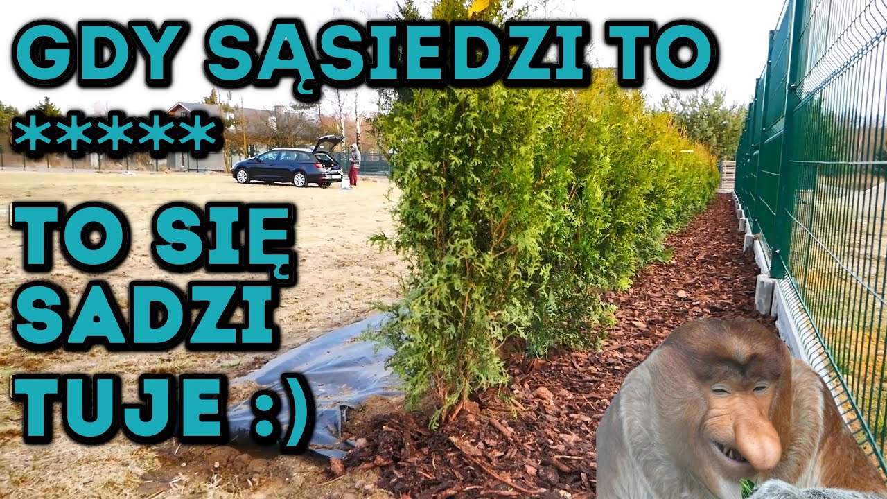 Na Działce! Vlog odc.67 Sadzenie 40 sztuk Tuja Brabant. Żywopłot po Taniości :)  #MajsterAmator