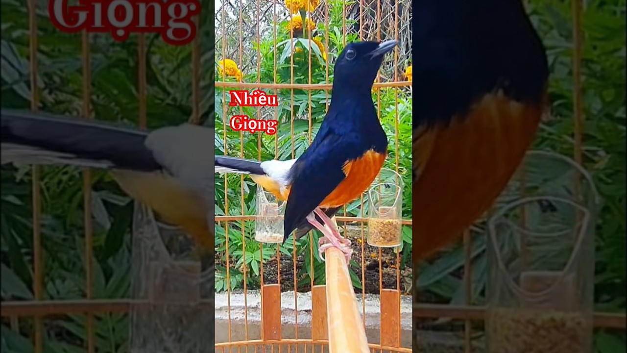 Ch&ograve;e lửa h&oacute;t nhiều giọng, tạch li&ecirc;n tục đế k&iacute;ch chim