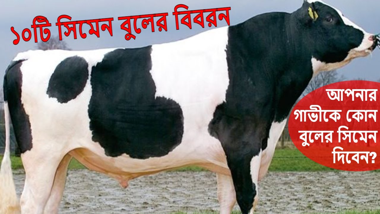 আরো ১০টি সরকারী সিমেন বুলের রেকর্ড জেনে নিন | 10 semen bulls records | savar dairy farm