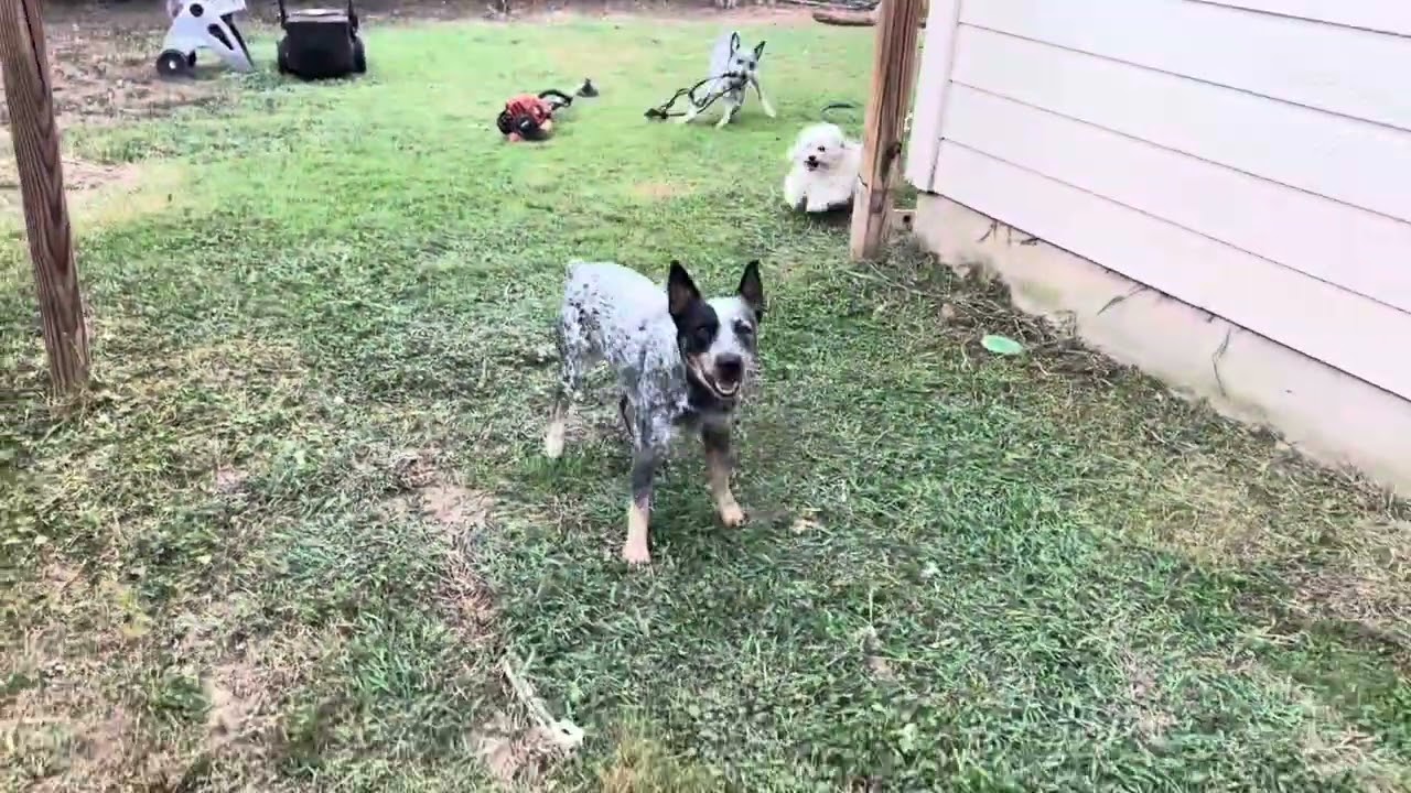 Using my Skil Power Core 40  Push Lawn Mower