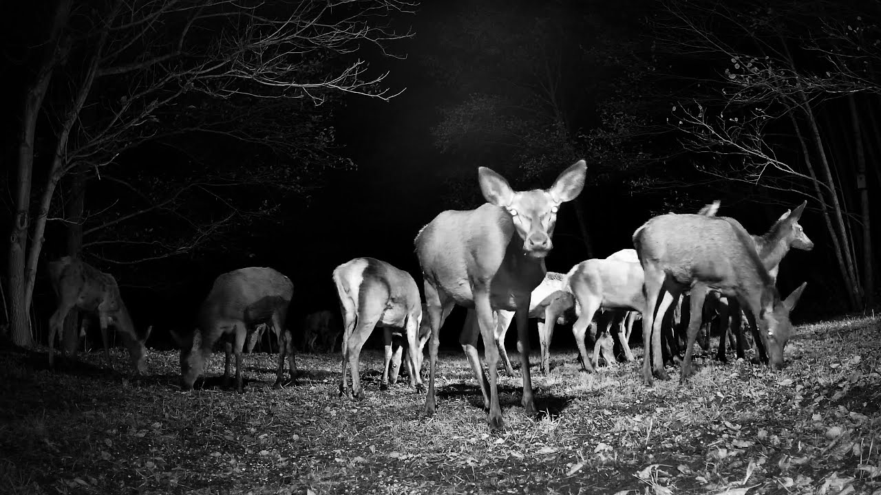 Trail camera | Egy hét a Gímtisztáson | 2025.11.14-20. | 