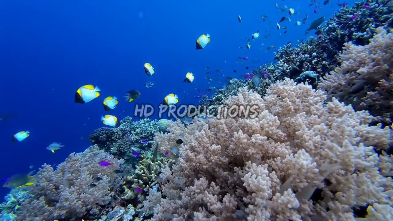 Красота коралловых рифов в морях Индонезии 9 #asmr #relaxing #beauty #coralreef #indonesia #sea