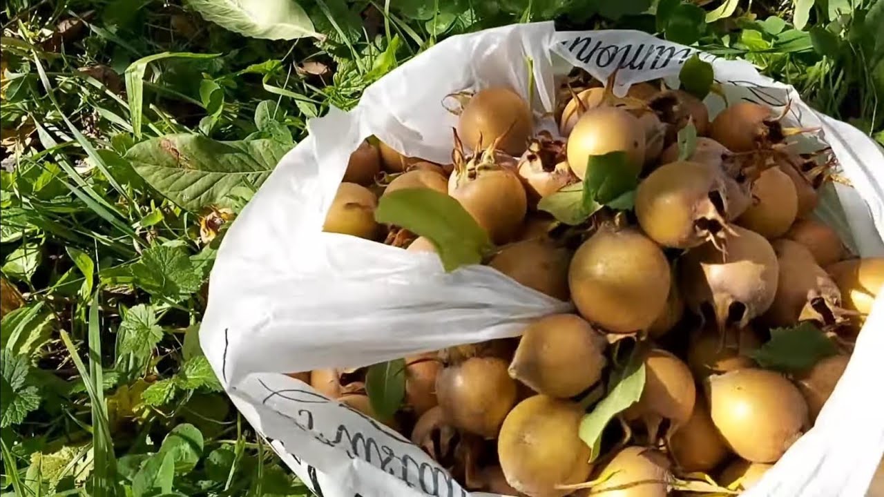 DAHA GÜZEL BİR HAYAT  KASTAMONU KÜRE KESEPINAR KÖYÜ