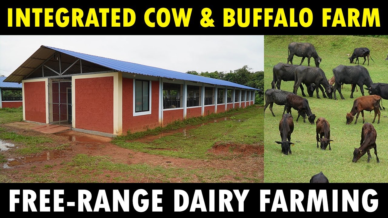 Beautiful Dairy Farm | Integrated Cow and Buffalo Farming | Free range Integrated Dairy Farming
