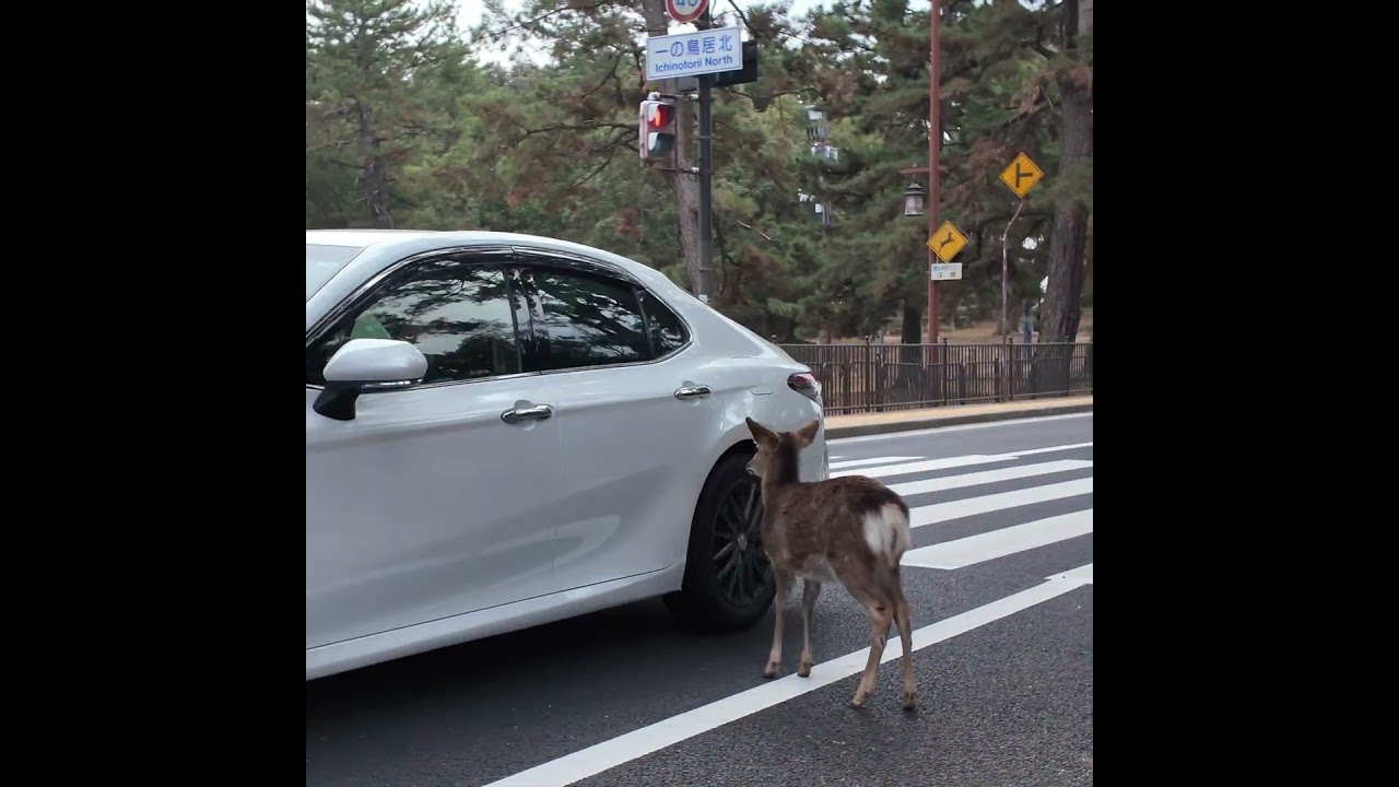鹿さん車に当たりそうになる 