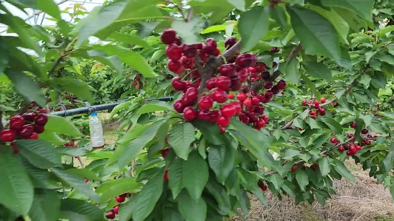 체리수확(체리야 놀자농원) 체리주문 010-6381-4421)