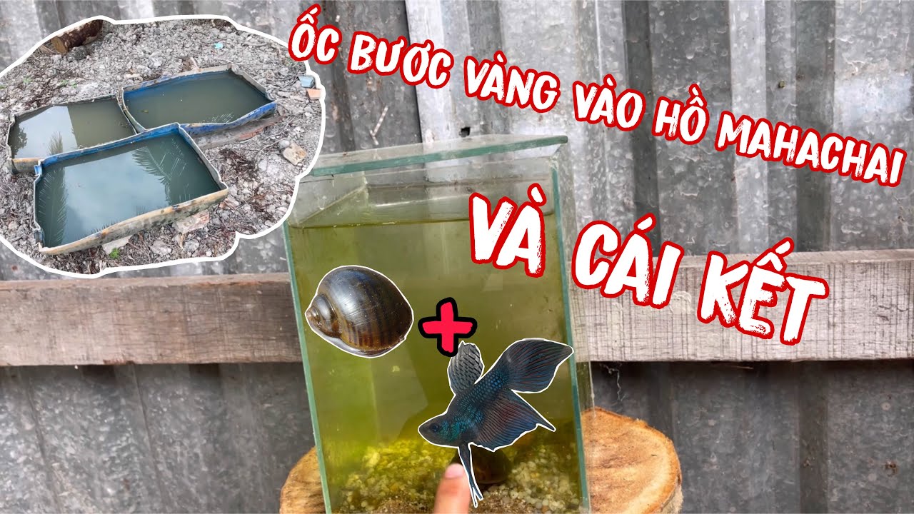Sự Kết Hợp Tai Hại Của Ốc Bươu Vàng Vào Hồ “ Chiến Binh” Mahachai