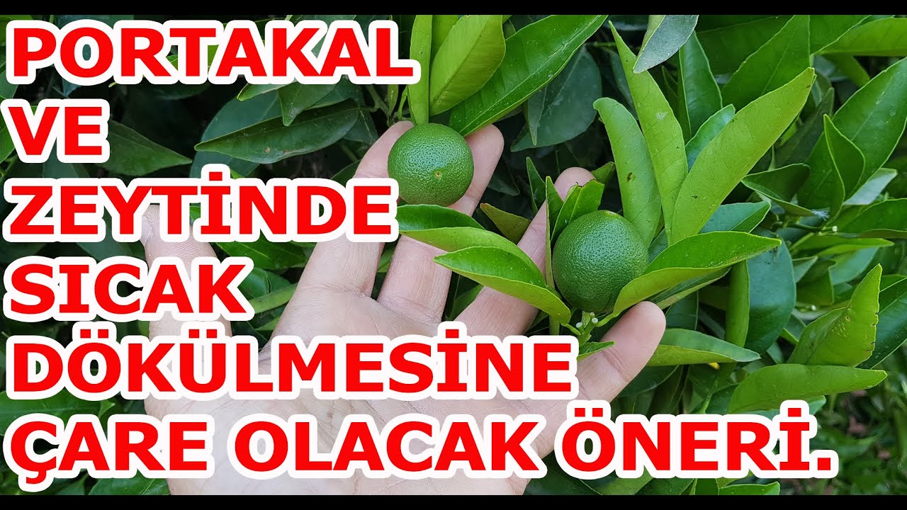 HERKESTE ZARAR ÇOK BU BAHÇEDE YOK! NEDEN Mİ????