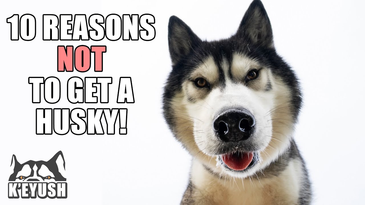 10 Reasons To (NOT) Get A HUSKY! Living With a Husky!