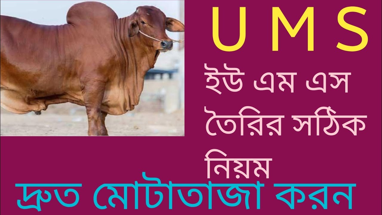 U M S (ইউ এম এস) তৈরির সঠিক নিয়ম,গরুকে ইউরিয়া খাওয়ানো,ষাড় দ্রুত মোটাতাজা করন