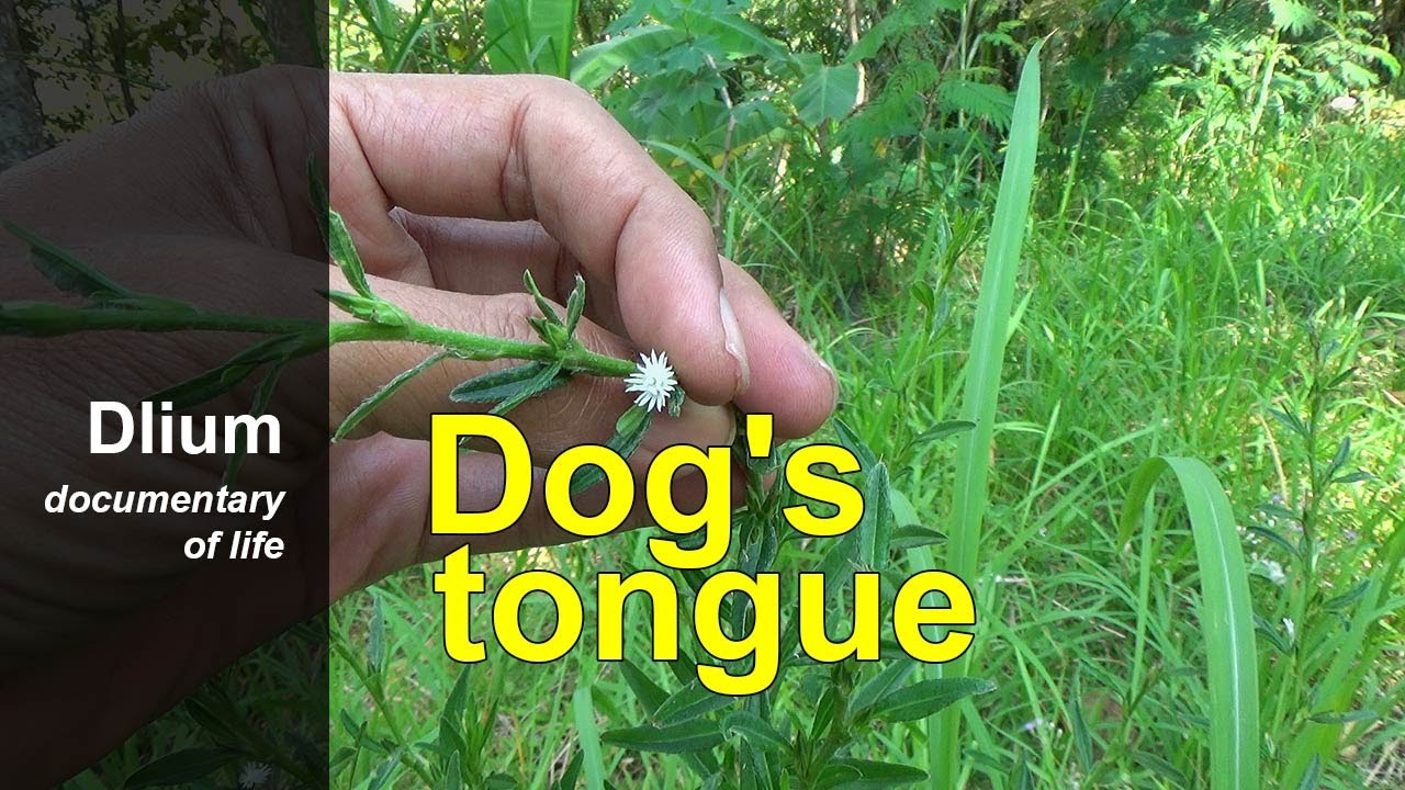 Dog's tongue (Pseudelephantopus spicatus)