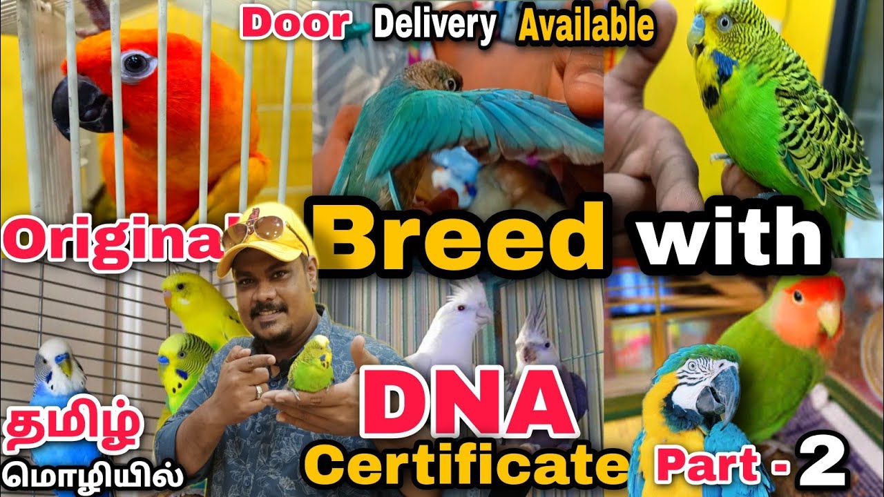 ORIGINAL BREED WITH PRICE LIST, CASH ON DELIVERY|| EXOTIC PET CARING|| #tamedbirds #sunconure தமிழ்