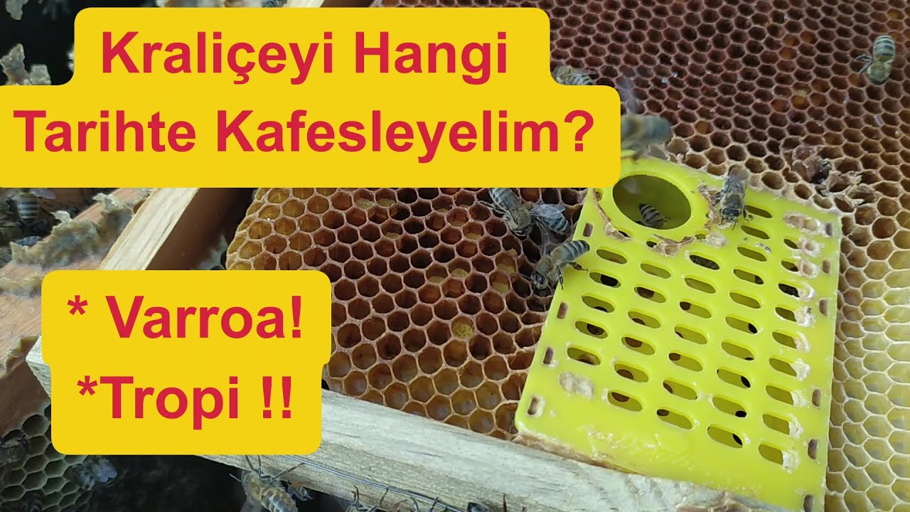 Kraliçe Kafesleme Zamanı #arıcılık #tropilaelaps #tropi #beekeeping