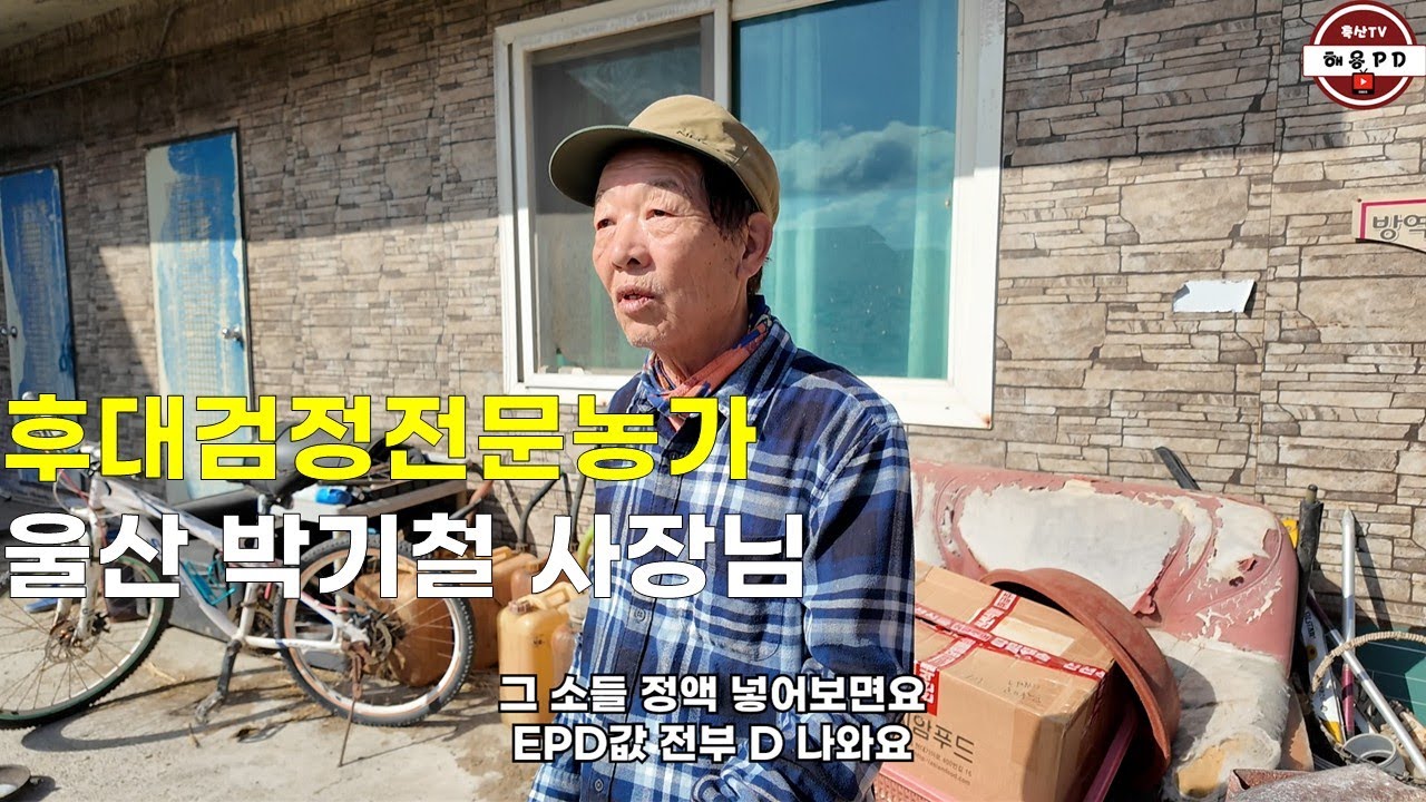 한우후대검정농가의 소 키우는 방식(울산 박기철 사장님)